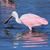 DeDe Shelton's profile image