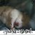 Janie Wag's profile image