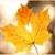 Diana Flores's profile image
