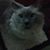 Robert Lukas's profile image