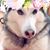 Yam Rodriguez's profile image