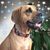 Ronda Jean Eckert's profile image
