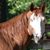 Rhonda Fleming's profile image