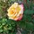 Melissa Taliaferro's profile image