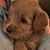 Patti Elliott-Hapes's profile image