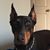Sue Schiefelbein's profile image