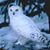 Lin Bernson's profile image