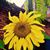 Gilson Dee's profile image