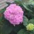 Sondra Sommers's profile image