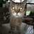 Lisa Green's profile image