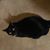 Candace Karels Fearrington's profile image