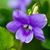 Amy Sue Tavernaro Douglas's profile image