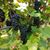 Marianne Simancek's profile image