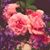 Cati Saale's profile image