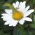 Ann Williams Davis's profile image