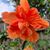 Diana Gomez's profile image
