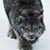 Crystalwolf Affolter's profile image