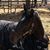 Crystal Avery- Dumas's profile image