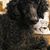 Darlene Kelly's profile image