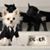 Liliane Benucci's profile image
