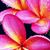 Leilani Lizardo's profile image