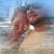 George Lindsay Hargrove's profile image