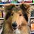 Laura Middlehurst's profile image