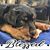 Stacy L. Allen's profile image