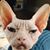 Frank Dougal's profile image