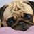 Tabby Ann's profile image