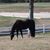 Tracy Walling's profile image