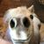 Lauren Elyse's profile image