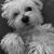 Guido De Decker's profile image