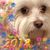 Debbie Dawson's profile image
