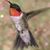 Debi Swagart's profile image
