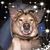 Stephanie Phillips-Atteberry's profile image