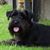 Dianna Harvey-Huckleberry's profile image
