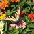Denise Whitney's profile image