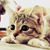 Kimi Sha's profile image