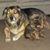 Debra Yanke's profile image