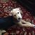 Deborah White Shugerts's profile image
