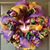 Carla Graeb Seese's profile image