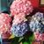 Diane McMullen's profile image
