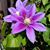 Carolanne Mitro's profile image