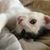 Cheryl Dickey's profile image