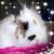 Debbie Mans's profile image