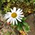 Daisy Alvarado Gonzalez's profile image