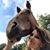 Trish Prince Heff's profile image