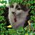 Diane Howard's profile image