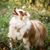Sharon Brewer's profile image